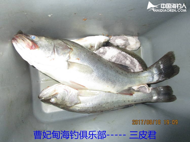 河北钓鱼网最新鱼讯